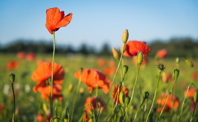 Fototapeta premium Poppy flowers on a field