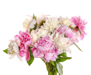 Beautiful fresh peony flowers on white background