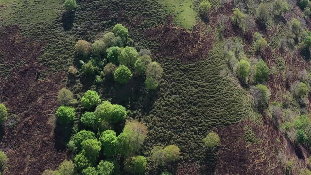 Oak forest, Springtime, Remendon forest, Guriezo Municipality, Cantabria, Spain, Europe