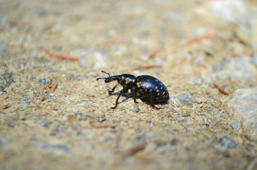 Käfer