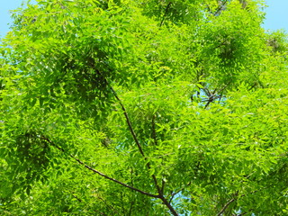 Fototapeta na wymiar 樹木、葉、見上げる、青空、緑、太陽光、かえで、もみじ