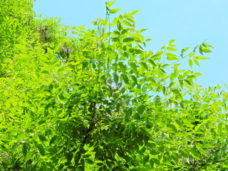 樹木、葉、見上げる、青空、緑、太陽光、かえで、もみじ