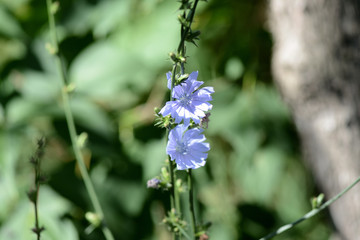 Blue flowers of chicory on a summer meadow close up