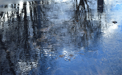 Pastel reflection of the sky and flown autumn trees in a mud puddle