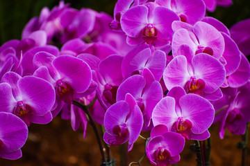 Moth Orchids Blooming