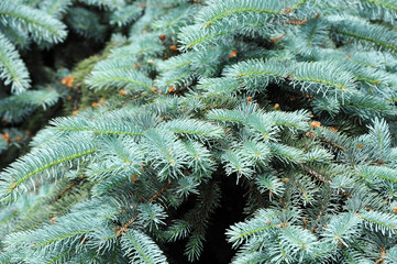 Blue fir tree, close up