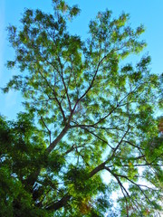 樹木、葉、見上げる、青空、緑、太陽光、かえで、もみじ