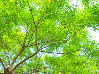 樹木、葉、見上げる、青空、緑、太陽光、かえで、もみじ