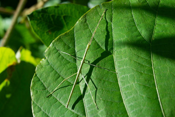 Stick-bug and its shadow on a leaf in early summer.