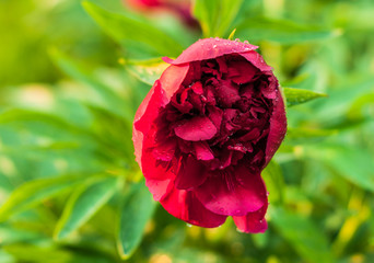 Obraz premium A peony flowers in the garden