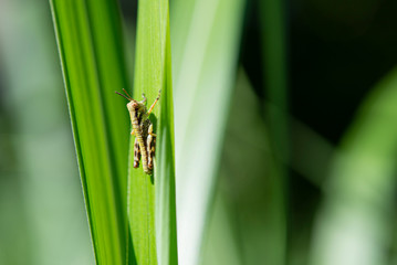 Tiny grasshopper, about 10 millimeters in body length, on a blade of a leaf in early summer.
