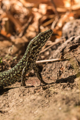 Wall lizard, Podarcis muralis, in the foliage in autumn