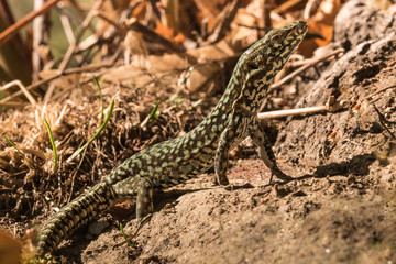 Wall lizard, Podarcis muralis, in the foliage in autumn