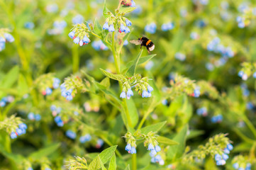 A bumblebee pollinate a lungwort in summer day