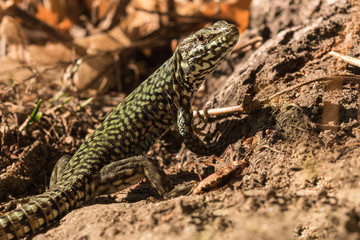 Wall lizard, Podarcis muralis, in the foliage in autumn