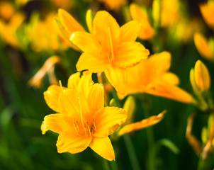 Obraz na płótnie Canvas A yellow lily in the garden 