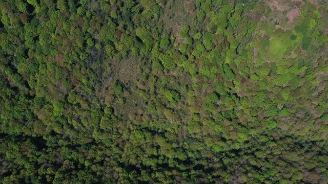 Oak forest, Springtime, Remendon forest, Guriezo Municipality, Cantabria, Spain, Europe