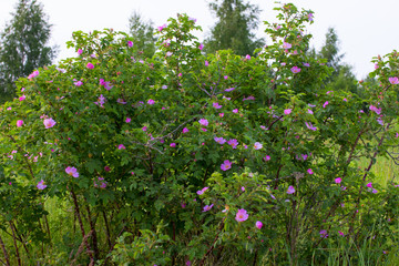 Fototapeta na wymiar Wild rose Bush. Blooming red rose.