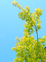 樹木、葉、見上げる、青空、緑、太陽光、かえで、もみじ