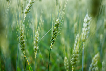 Close up of young green wheat on the field