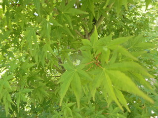 樹木、葉、見上げる、青空、緑、太陽光