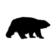Obraz na płótnie Canvas Polar Bear Silhouette