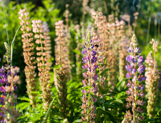 A lupin flowers meadow in the summer day