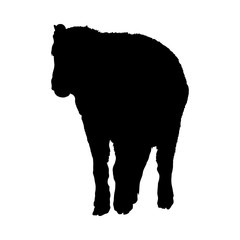 Bison Silhouette