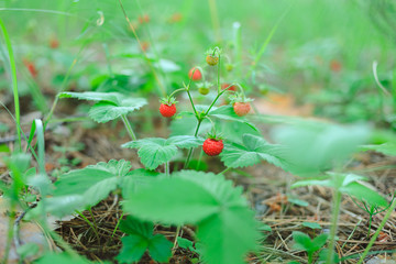 Wild strawberry plant with green leafs in the forest