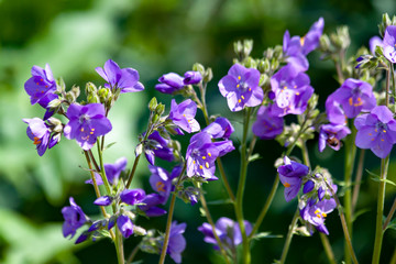 Wild blue flowers on a natural background.