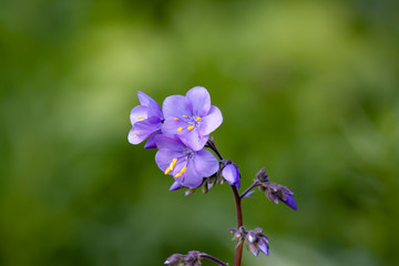 Wild blue flowers on a natural background.