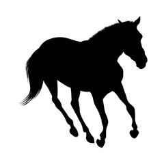 Horse Silhouette