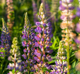 Obraz premium A lupin flowers meadow in the summer day