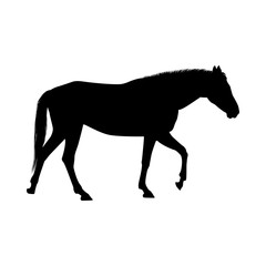 Horse Silhouette