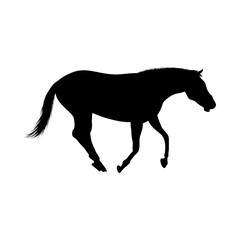 Horse Silhouette