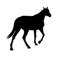 Horse Silhouette