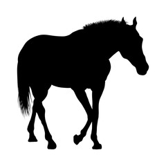 Horse Silhouette