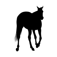 Horse Silhouette