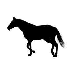 Naklejka premium Horse Silhouette