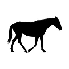 Horse Silhouette
