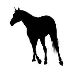 Horse Silhouette