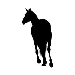 Horse Silhouette