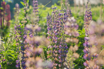 A lupin flowers meadow in the summer day