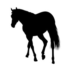 Horse Silhouette