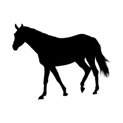 Horse Silhouette
