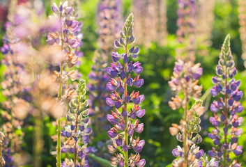 A lupin flowers meadow in the summer day