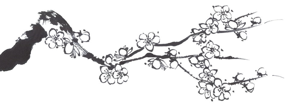 A branch of a blossoming sakura. Contour   flowers of plum mei and  wild cherry . Watercolor and ink illustration of tree in style sumi-e, go-hua,  u-sin. Oriental traditional painting.