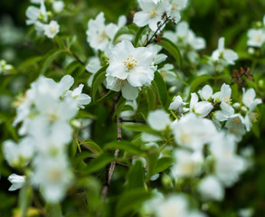 A jasmine flowers blooming in the spring and smell very sweet