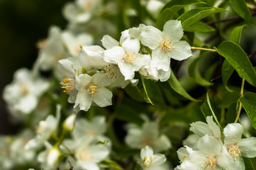 A jasmine flowers blooming in the spring and smell very sweet