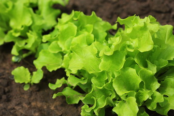 Fototapeta premium Green curly salad growing in the garden, growing. Healthy vegetarian food